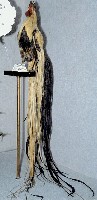 藏品(長尾雞)的圖片